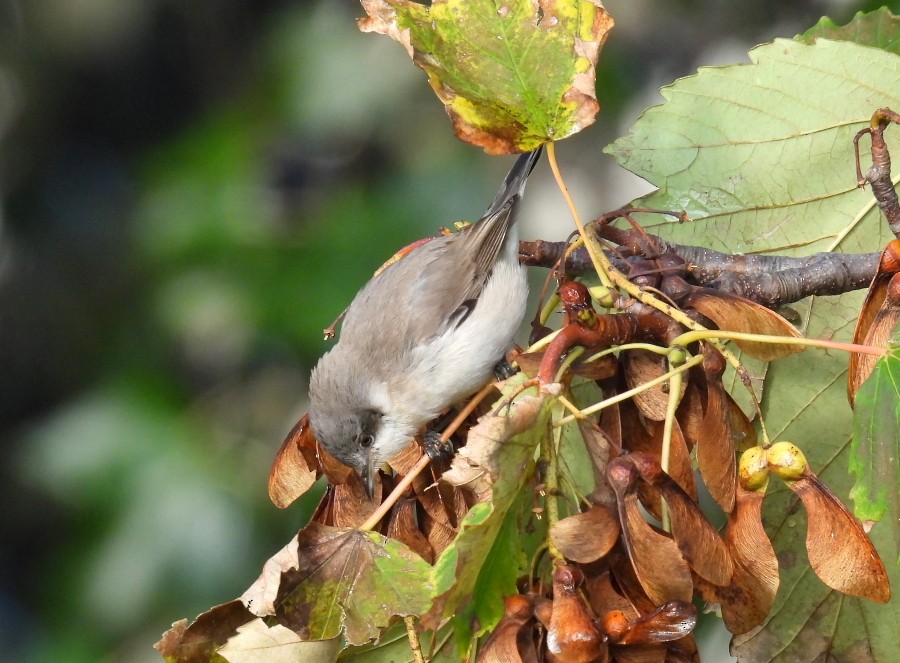 Lesser Whitethroat - Ricardo Hevia