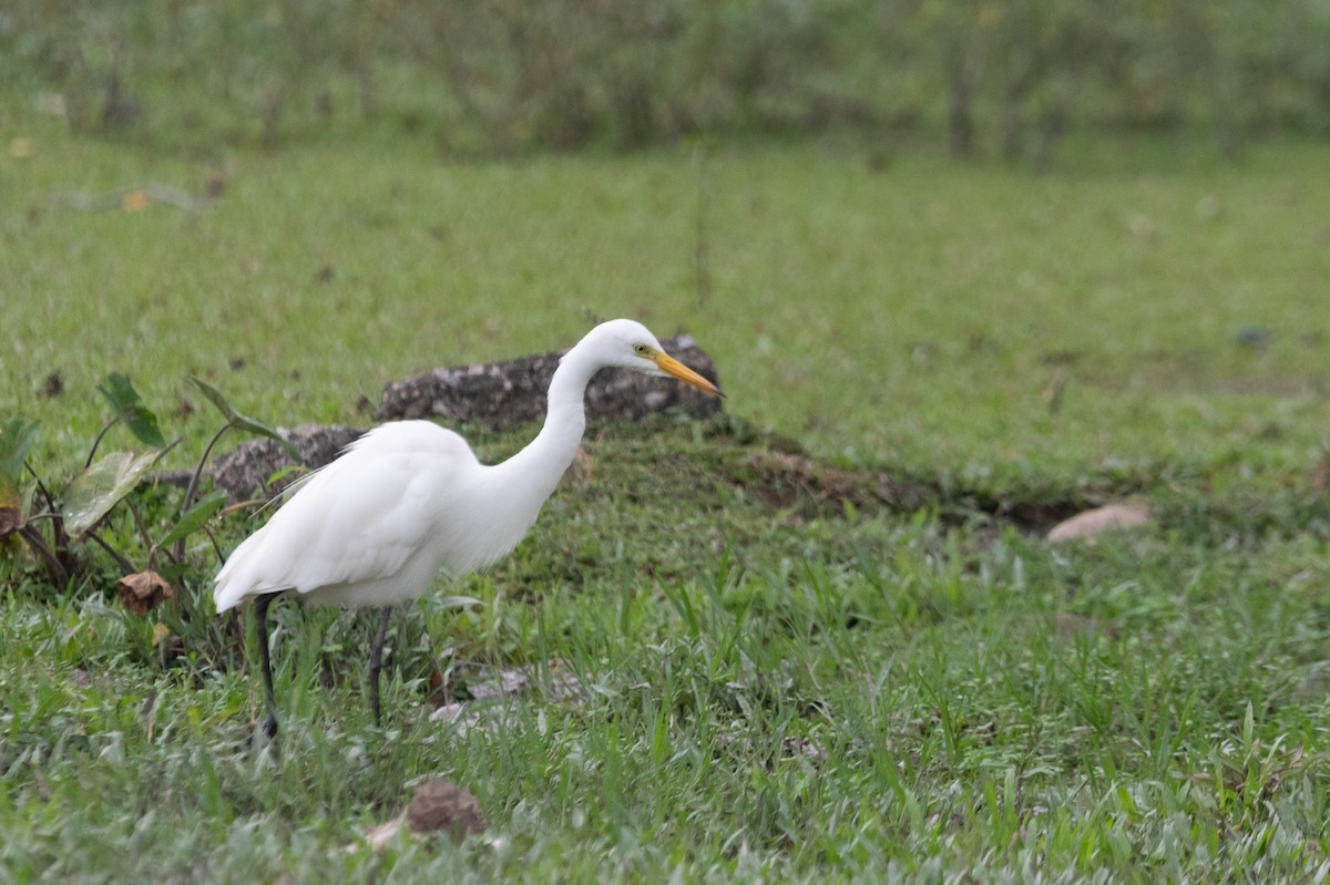 Medium Egret - Kalvin Chan