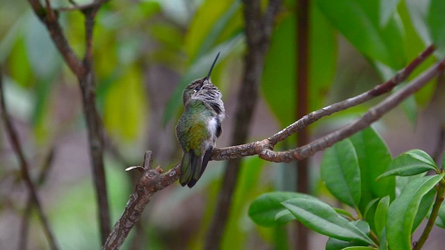 Anna's Hummingbird - ML610290617