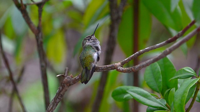 Colibrí de Anna - ML610290617