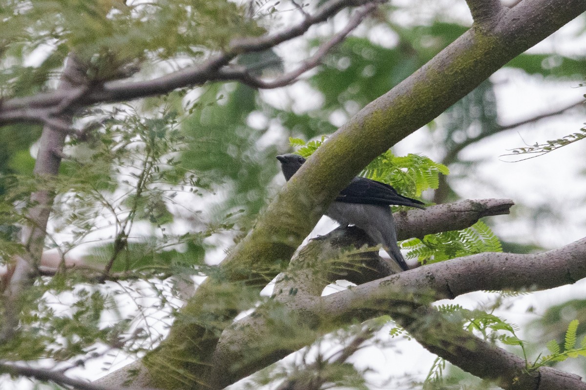 Black-winged Cuckooshrike - Kalvin Chan