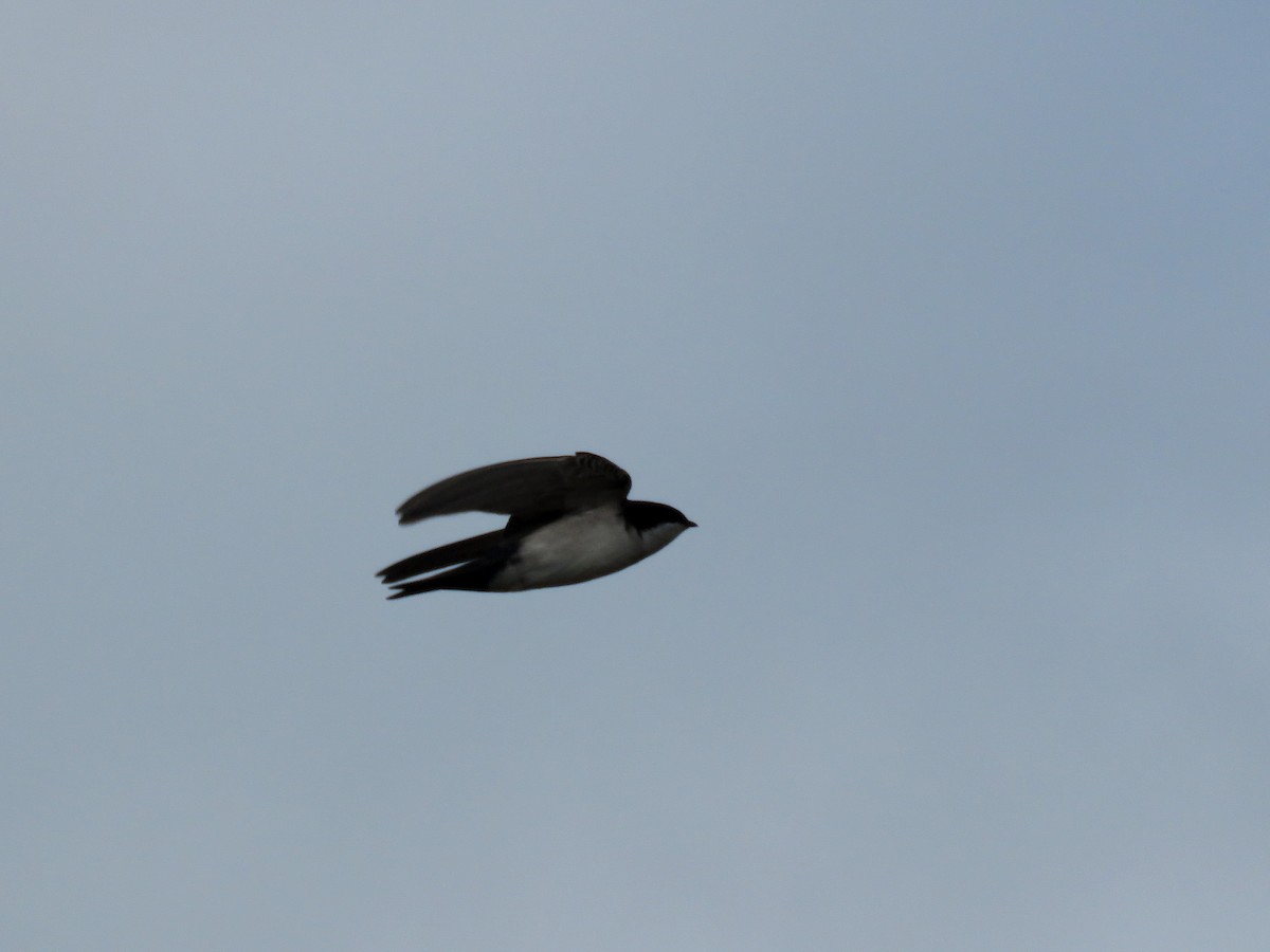 Blue-and-white Swallow - Felipe Godoy