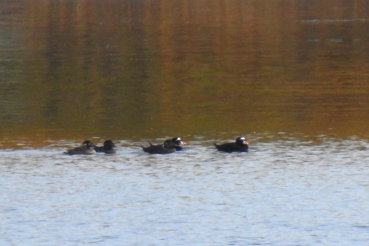 Surf Scoter - Steve Mierzykowski