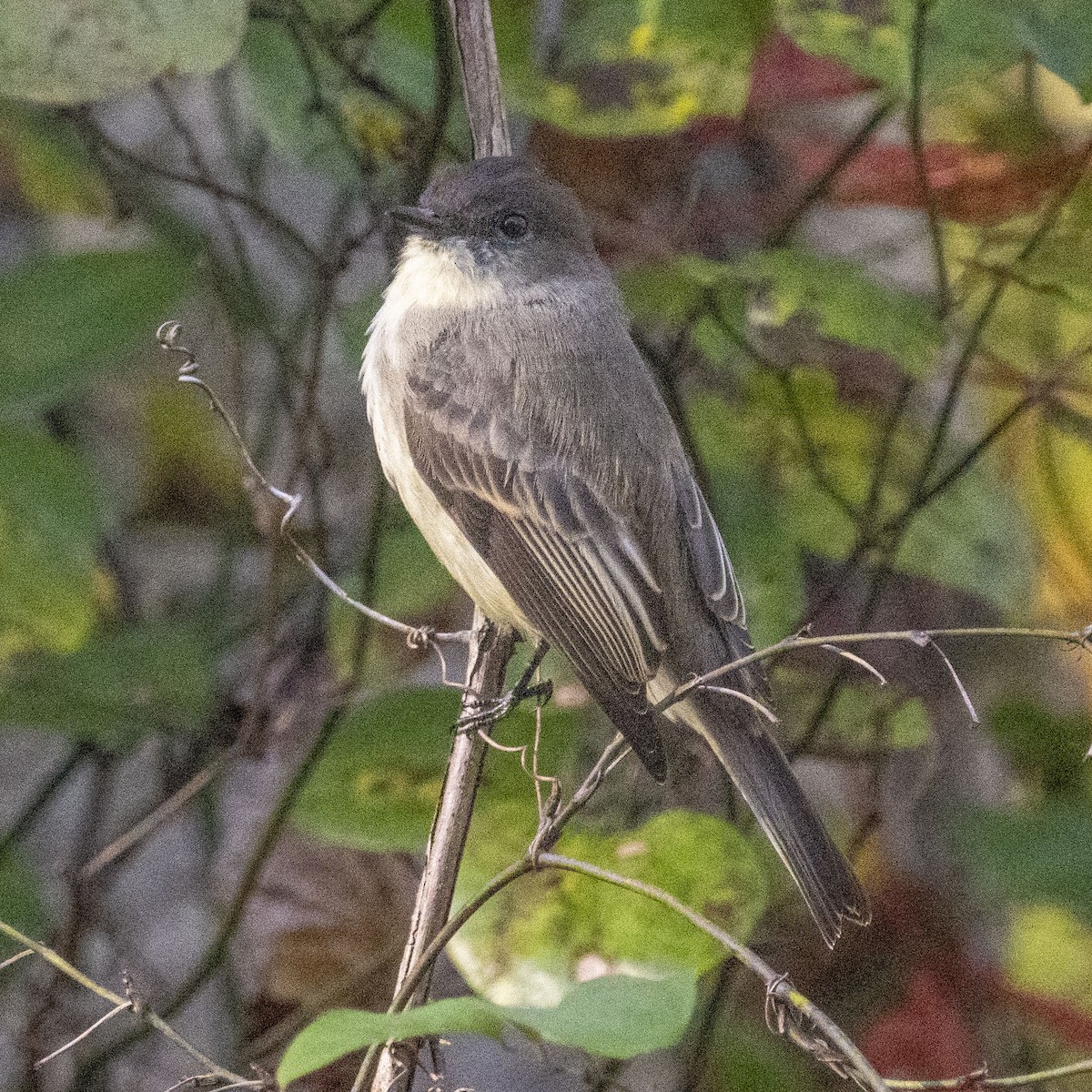 Eastern Phoebe - K C Bailey