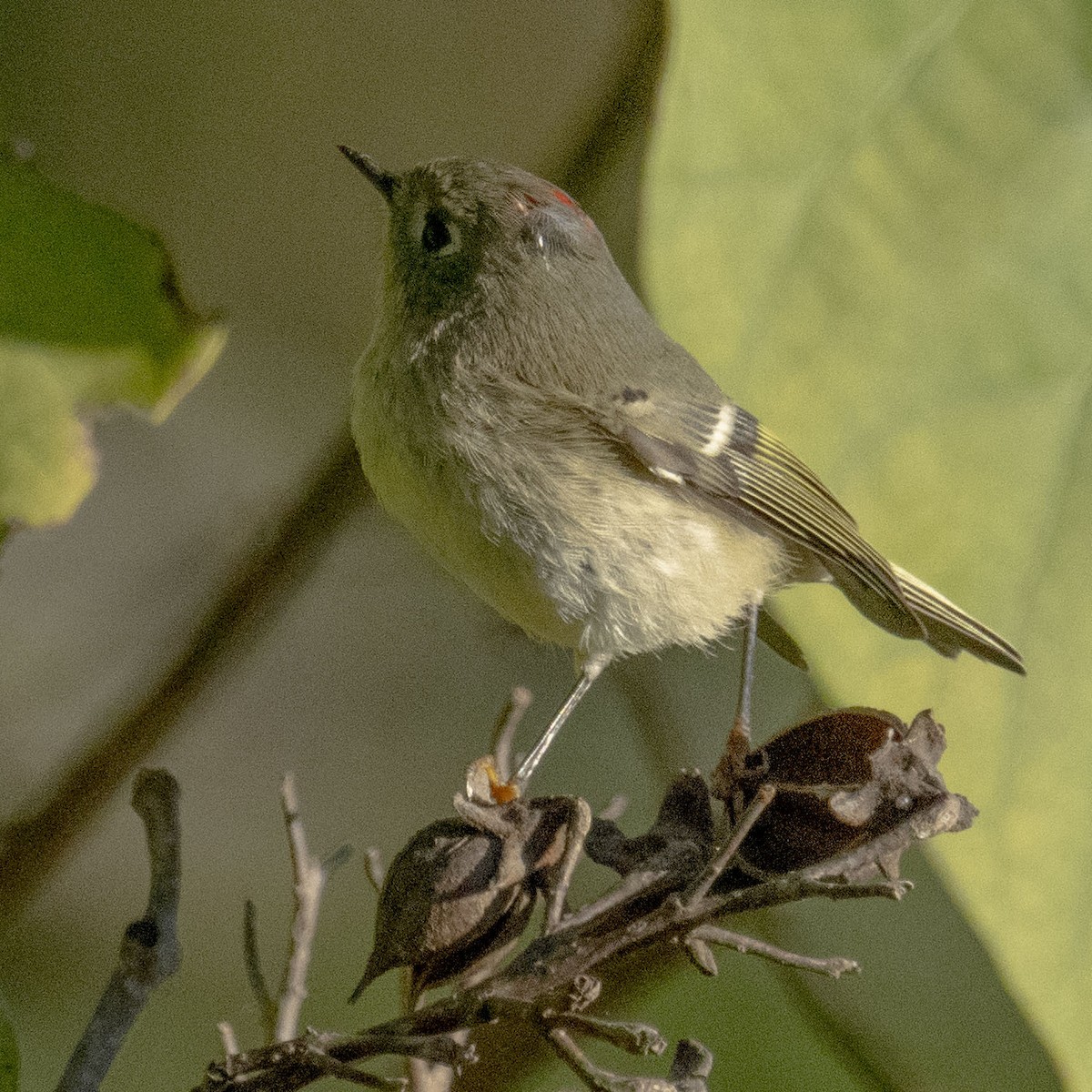 Ruby-crowned Kinglet - K C Bailey