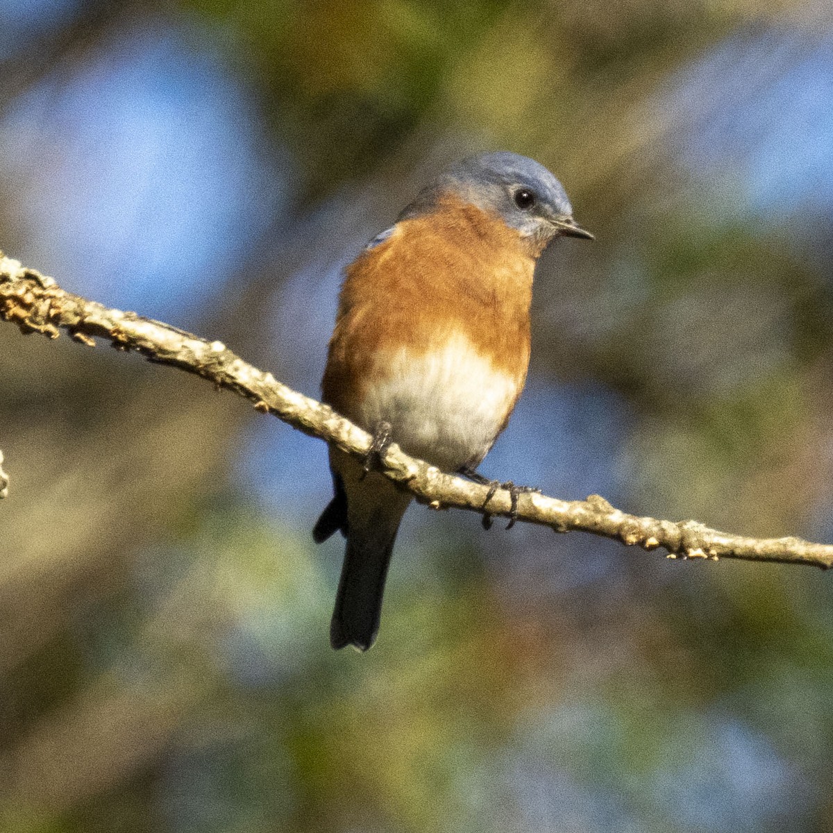 Eastern Bluebird - K C Bailey