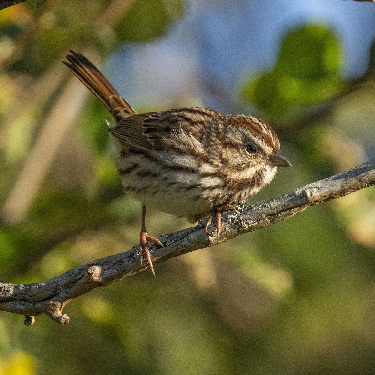 Song Sparrow - K C Bailey