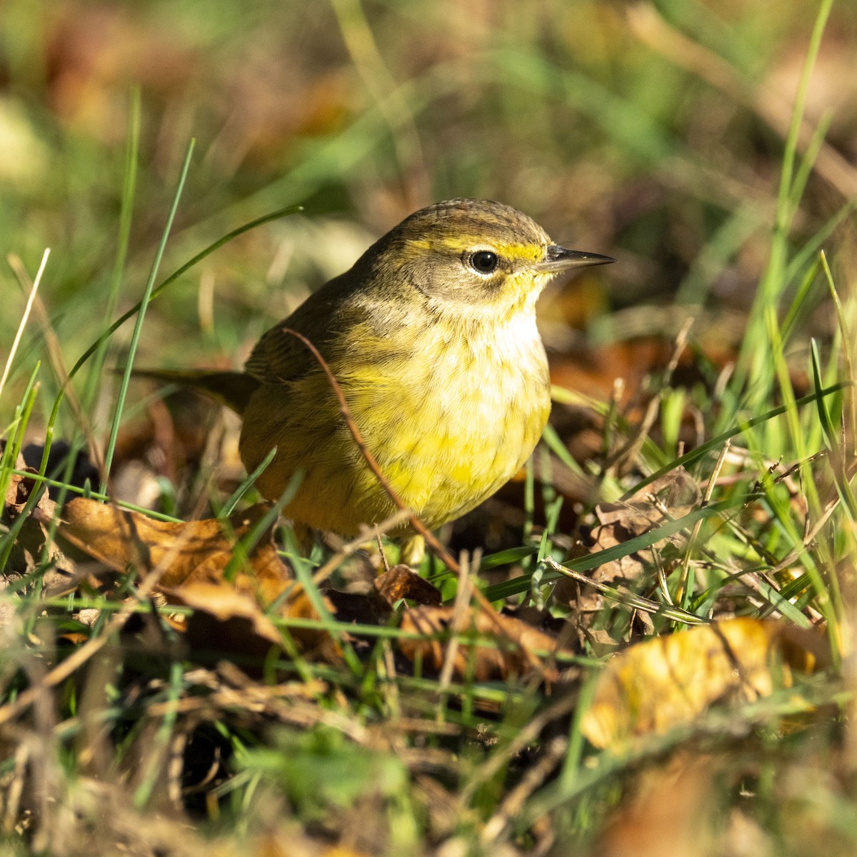 Palm Warbler - K C Bailey