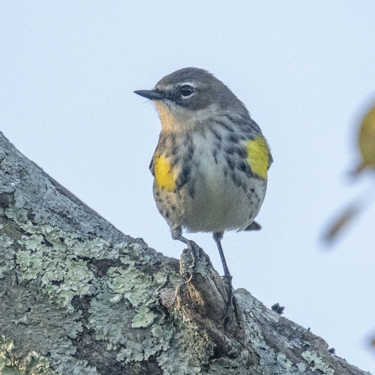 Yellow-rumped Warbler - K C Bailey