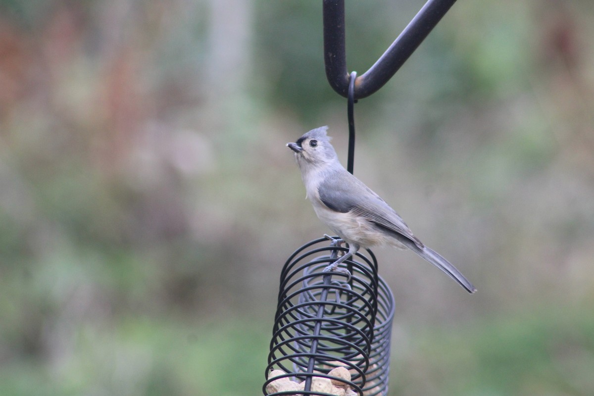 Tufted Titmouse - ML610291055