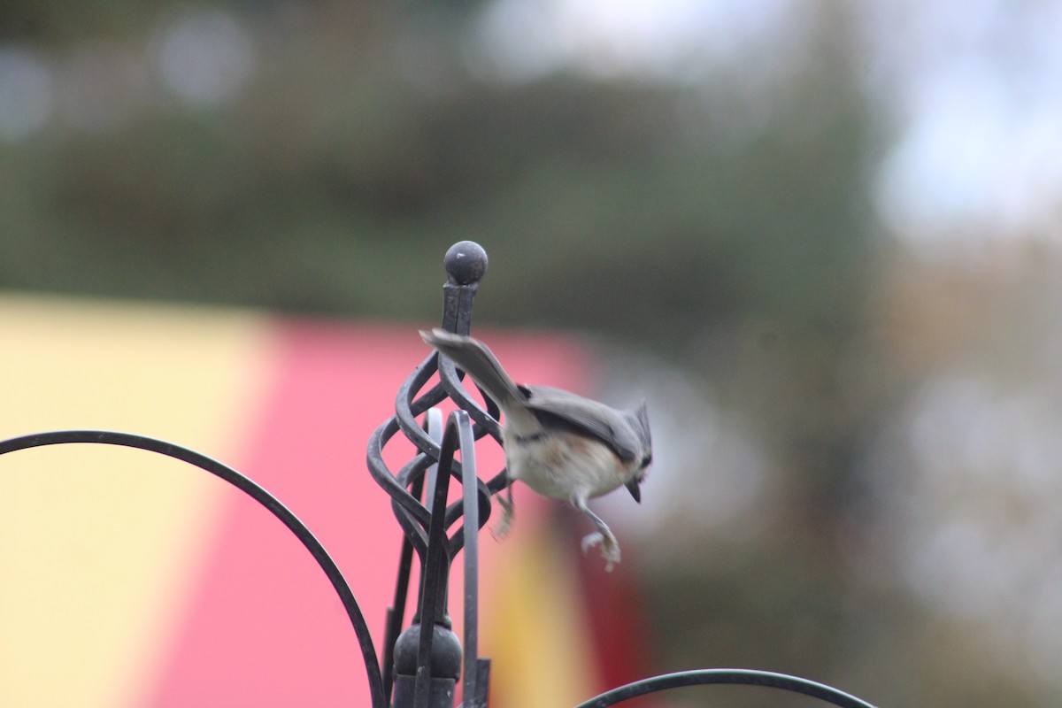 Mésange bicolore - ML610291119