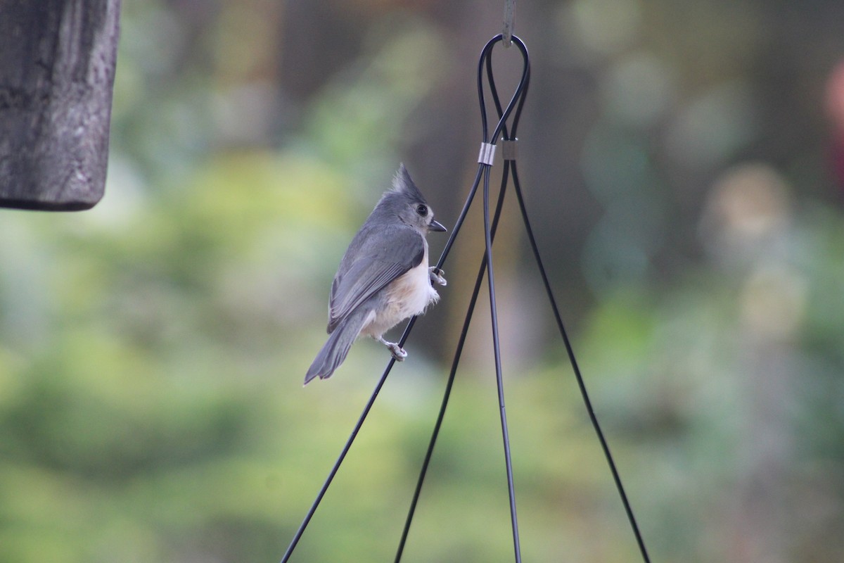 Tufted Titmouse - ML610291126