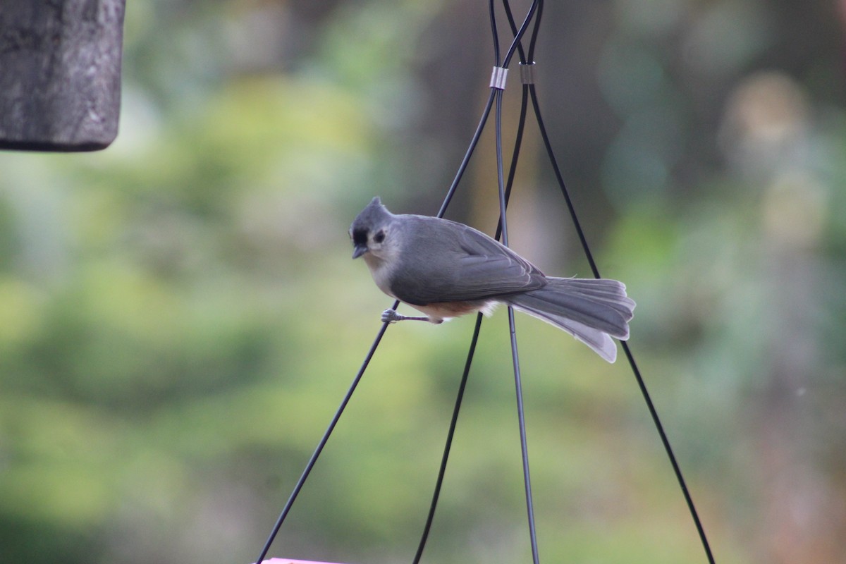 Mésange bicolore - ML610291127