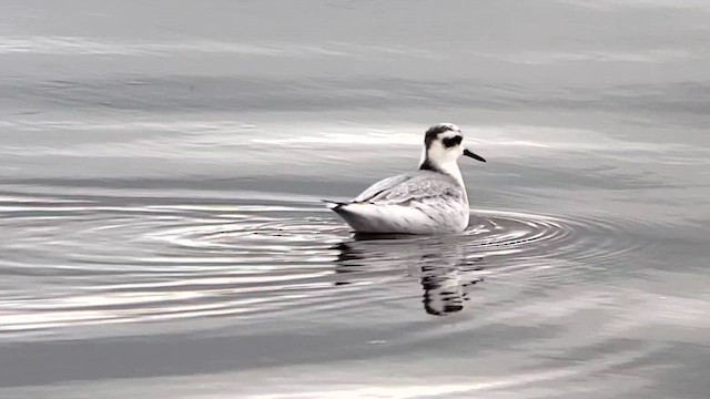 Phalarope à bec large - ML610291135