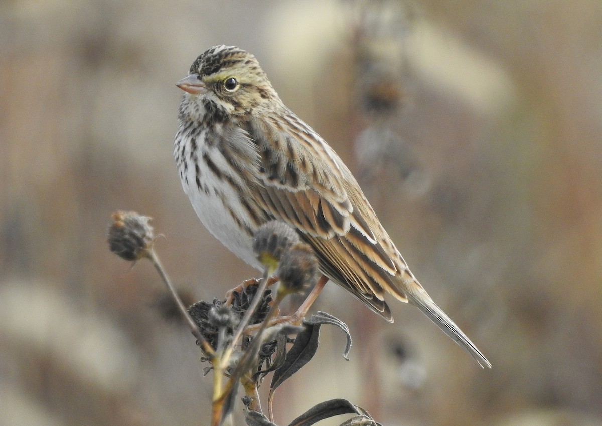 Savannah Sparrow - ML610291163