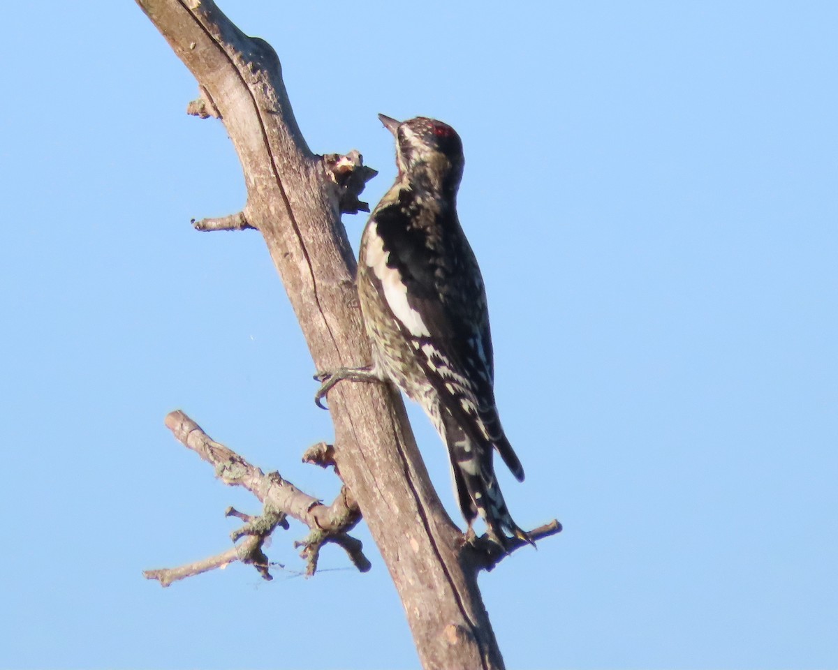 Yellow-bellied Sapsucker - ML610291215