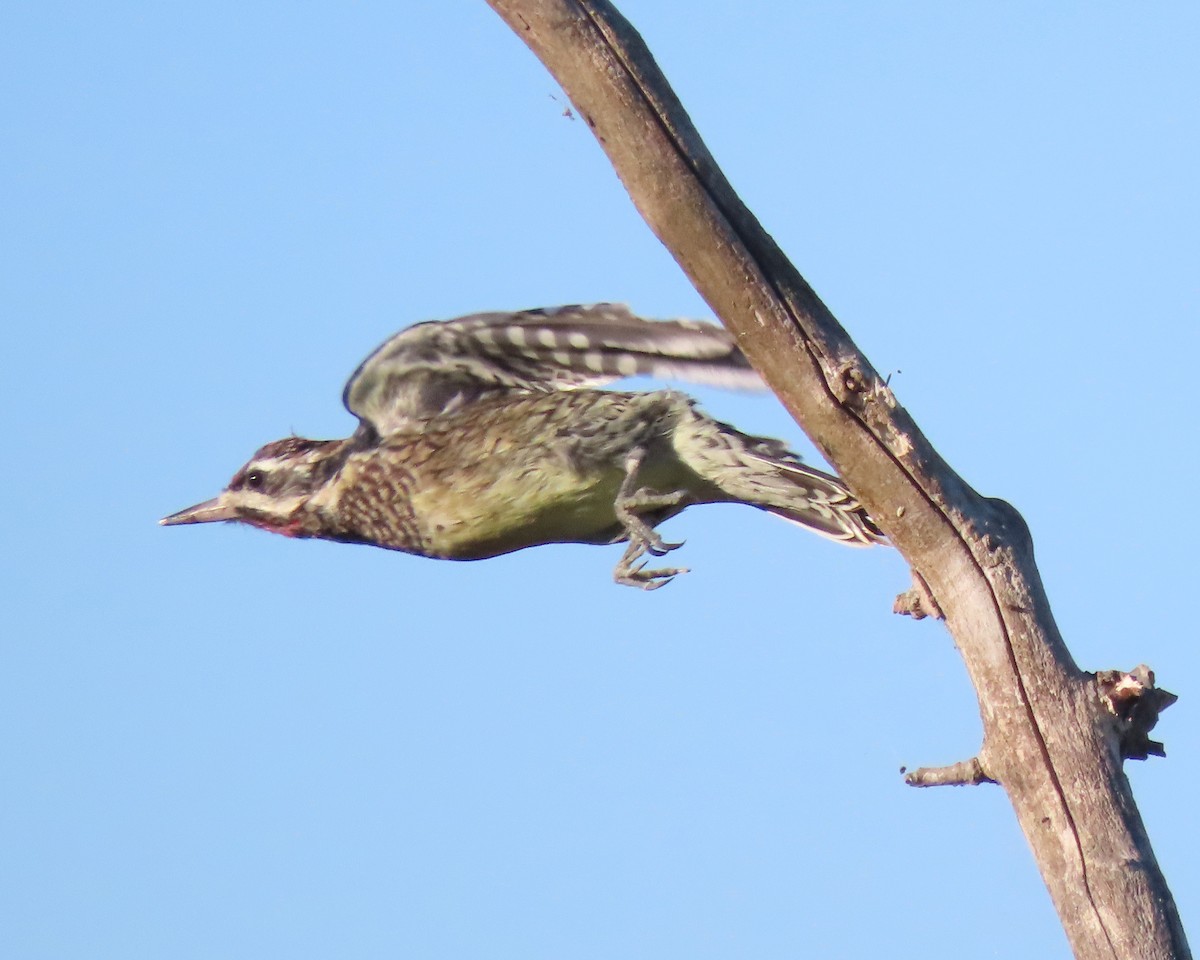 Yellow-bellied Sapsucker - ML610291216