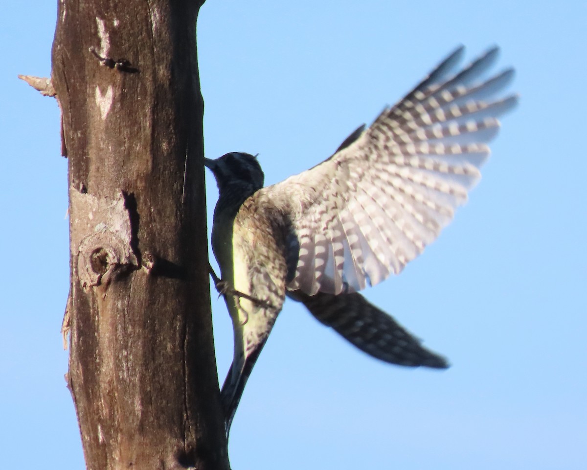 Yellow-bellied Sapsucker - ML610291217