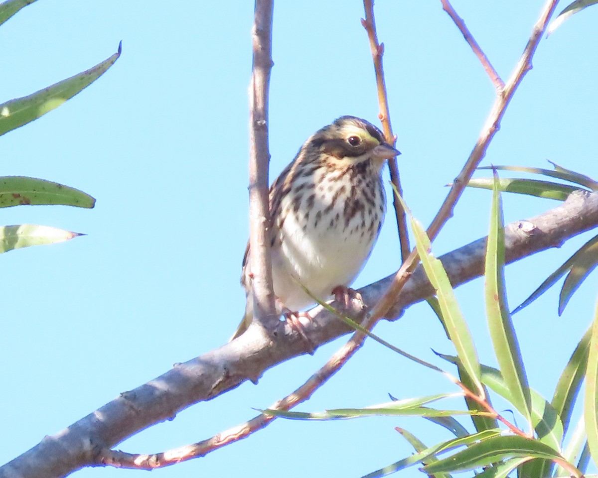 Savannah Sparrow - Karen Hogan