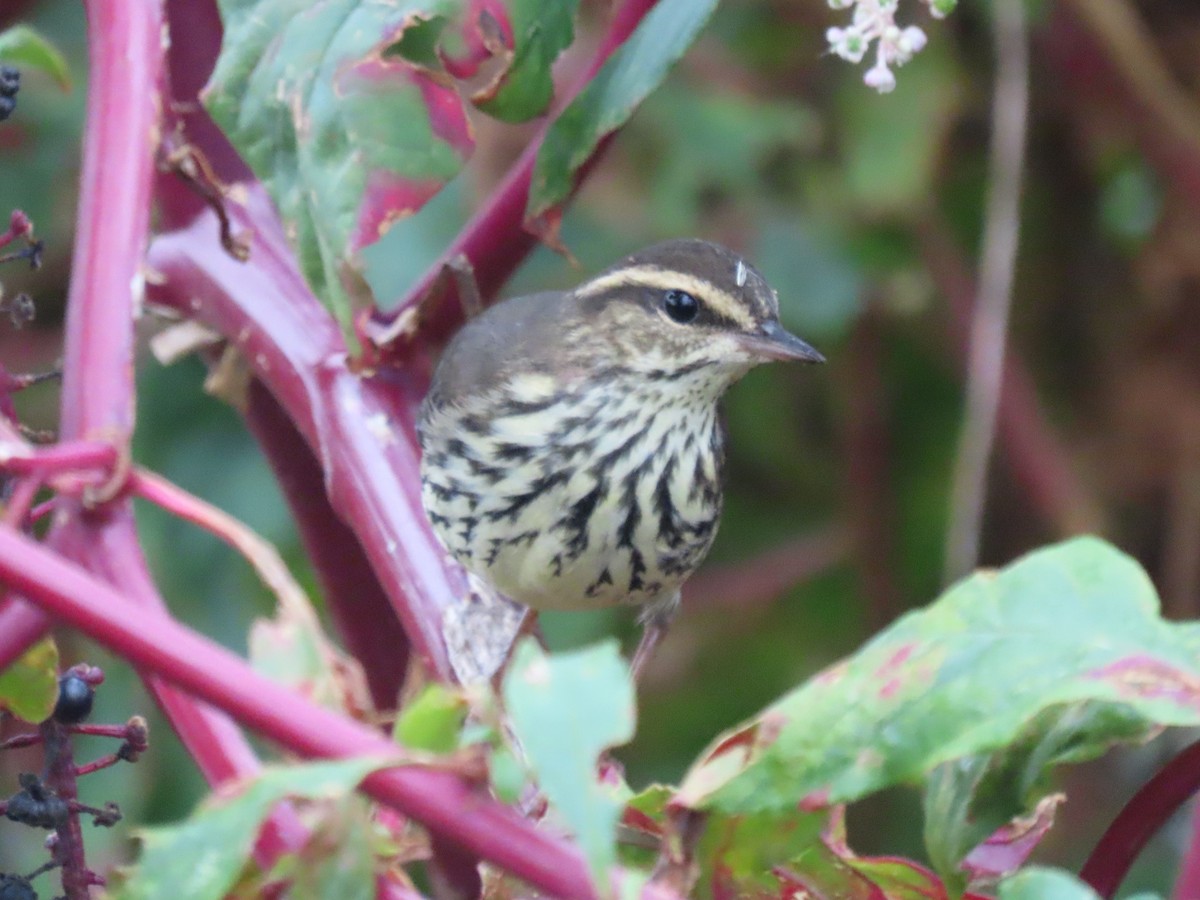 Northern Waterthrush - ML610291252