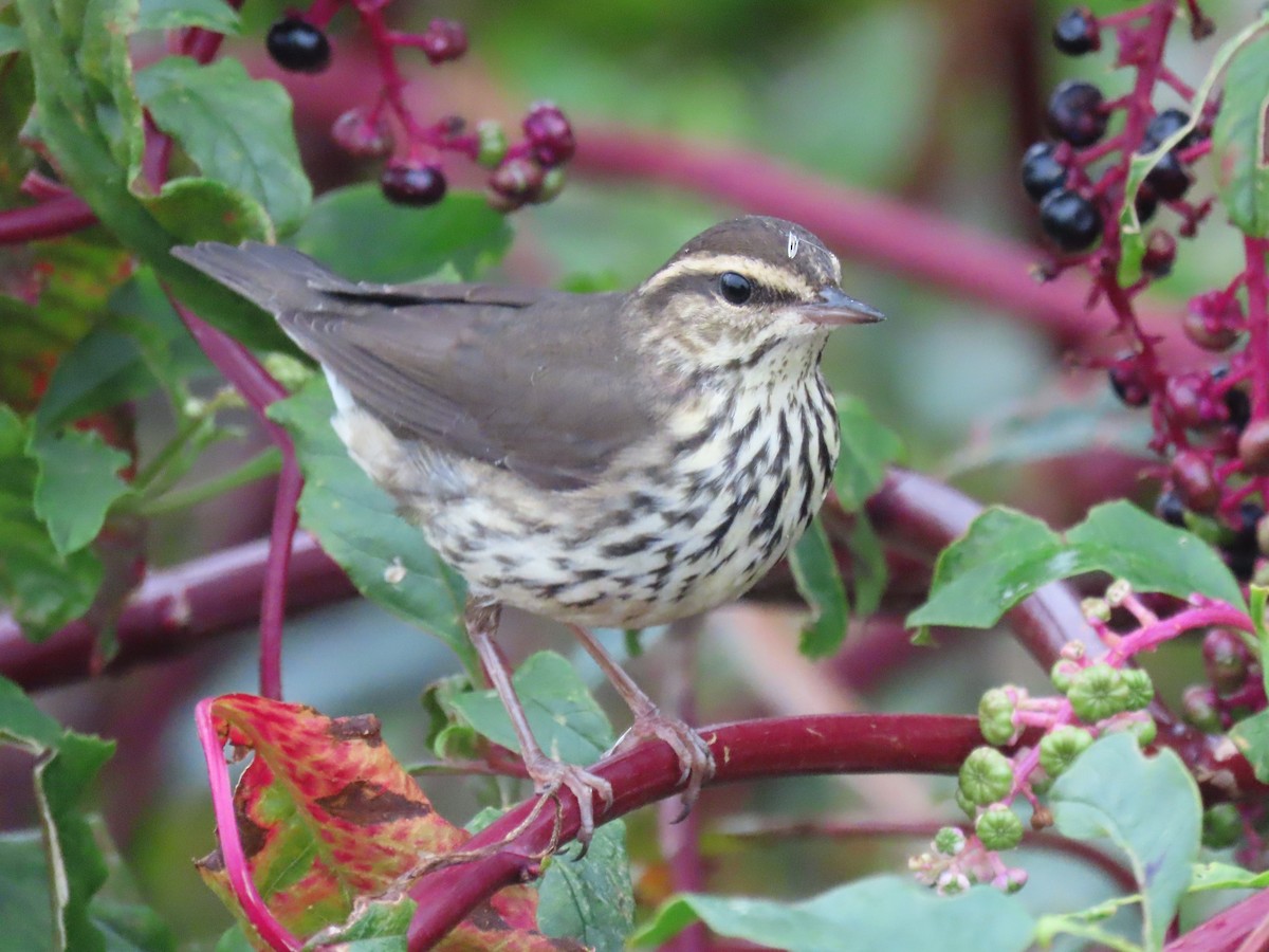 Northern Waterthrush - ML610291253