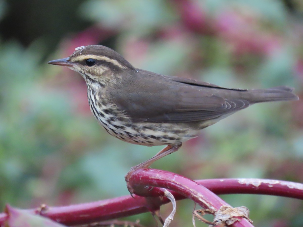 Northern Waterthrush - Port of Baltimore