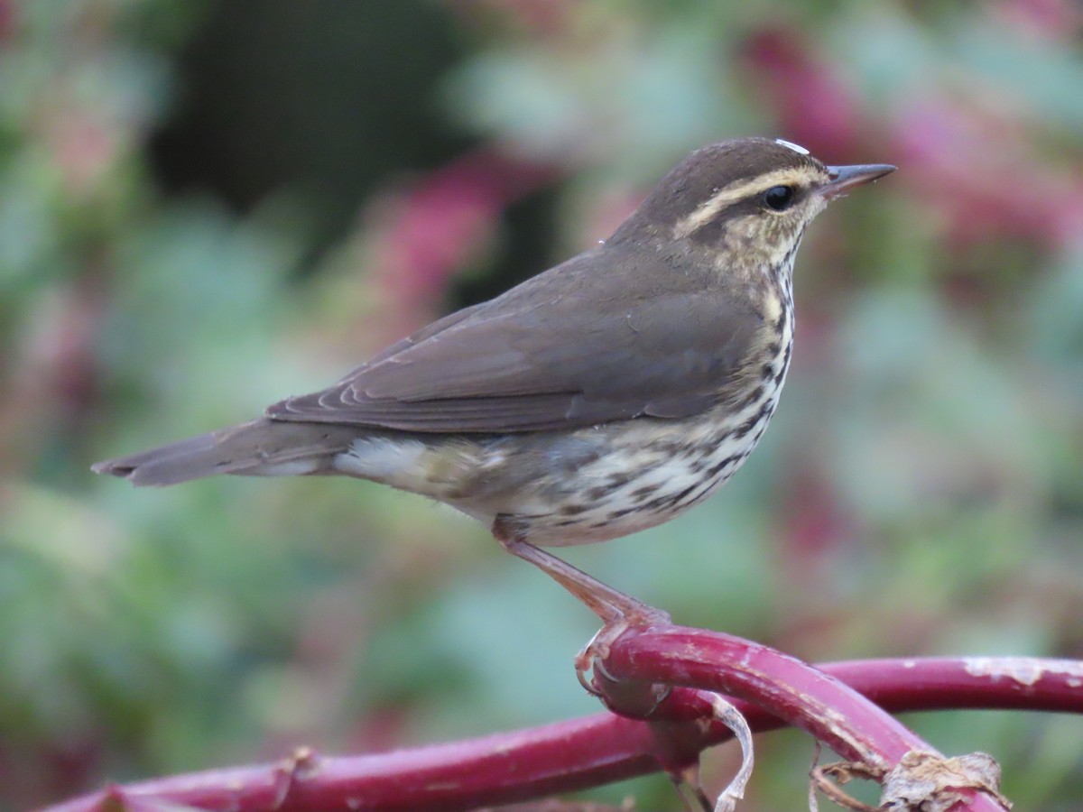 Northern Waterthrush - ML610291265