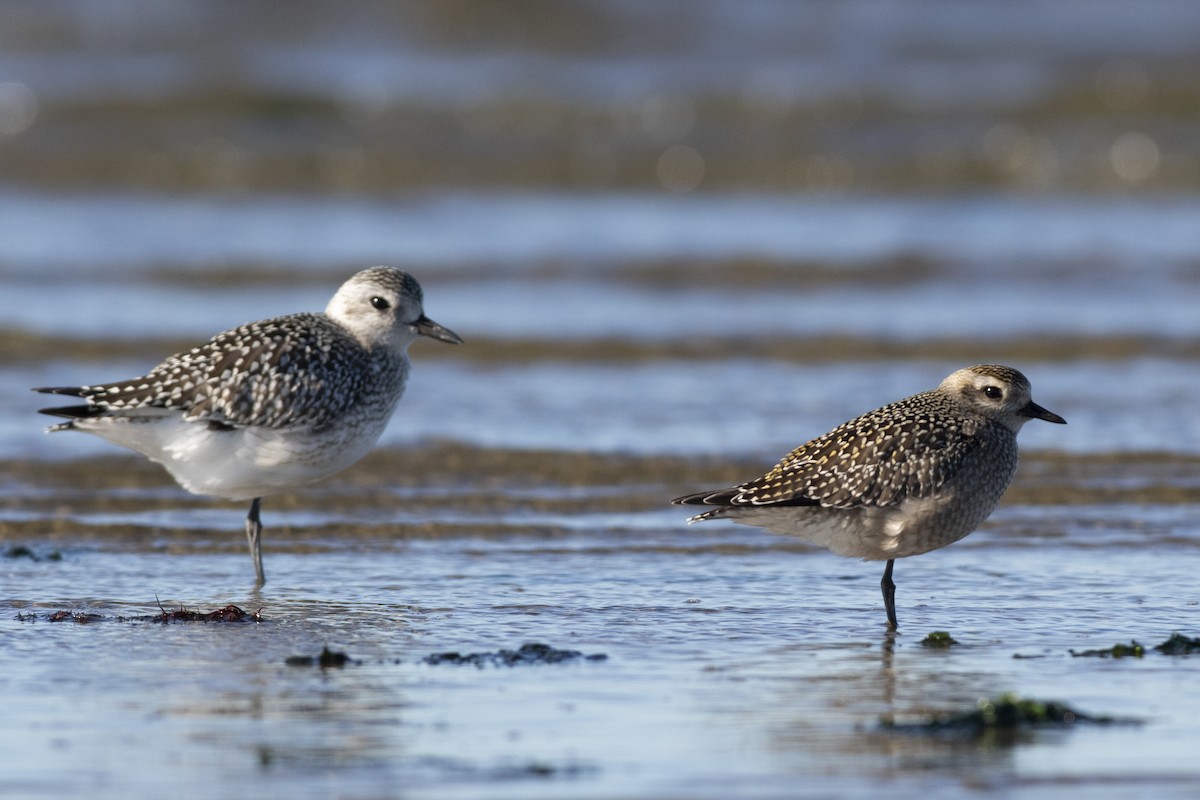 American Golden-Plover - ML610291330