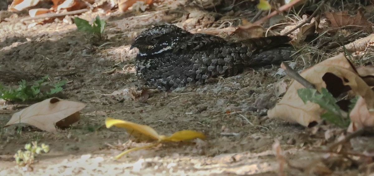 Common Poorwill - Kathleen Waldron