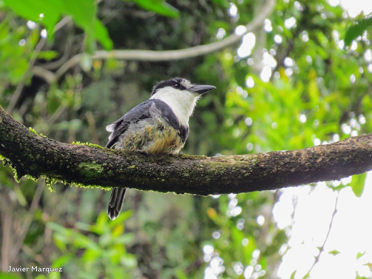 Buff-bellied Puffbird - ML610291442