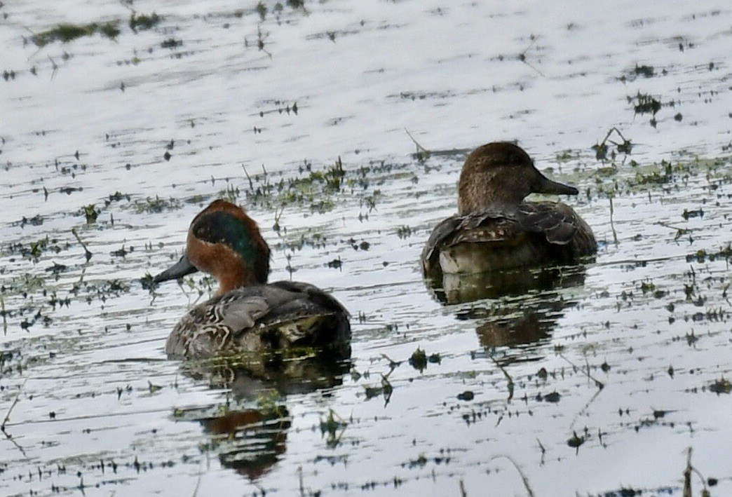 Green-winged Teal - ML610291503