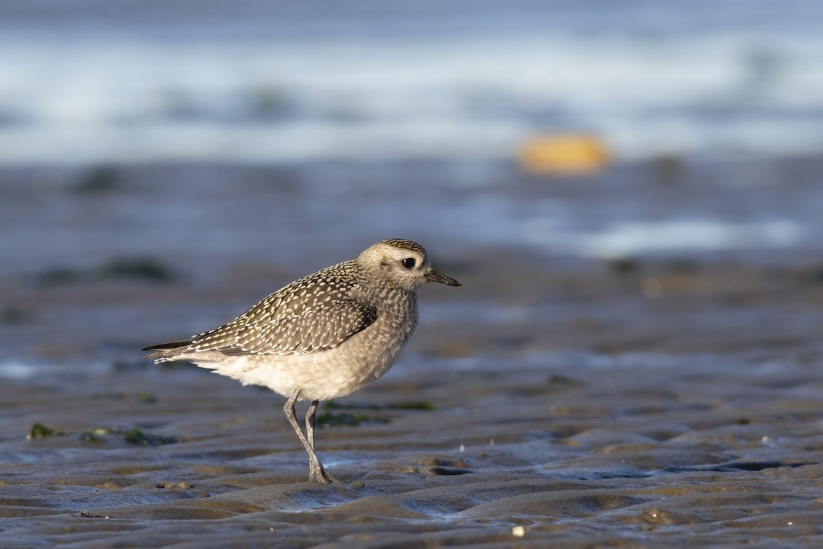 American Golden-Plover - ML610291551