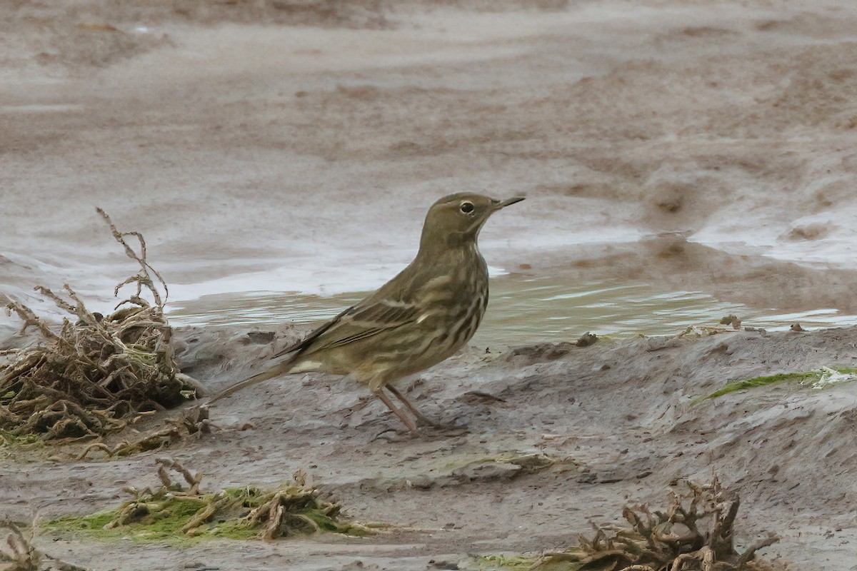 Rock Pipit - ML610291599