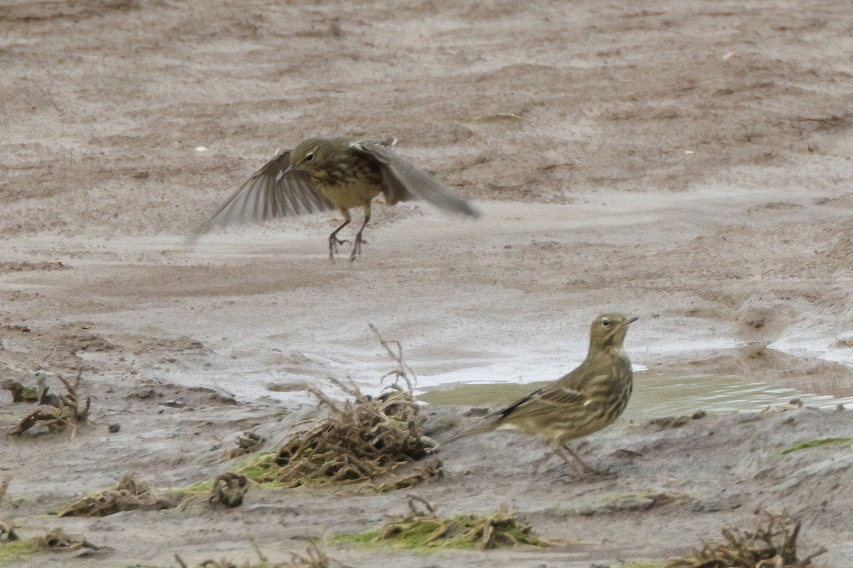 Rock Pipit - ML610291607