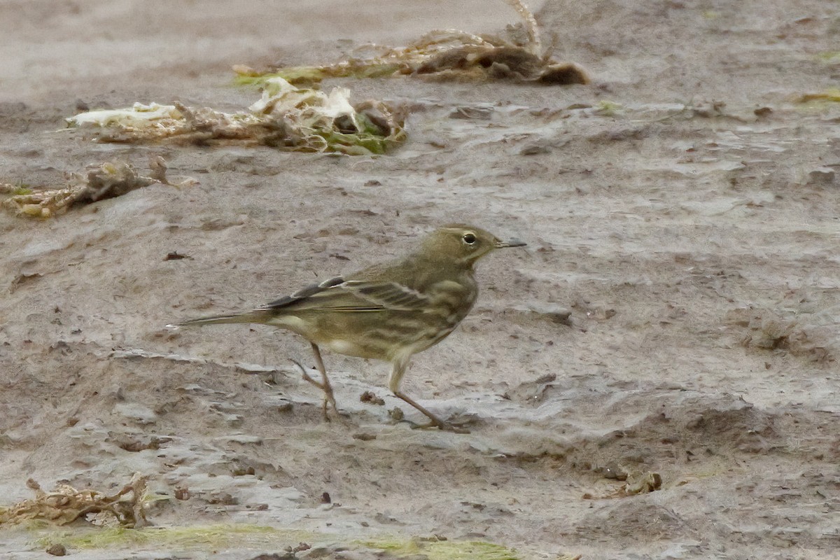 Rock Pipit - ML610291617