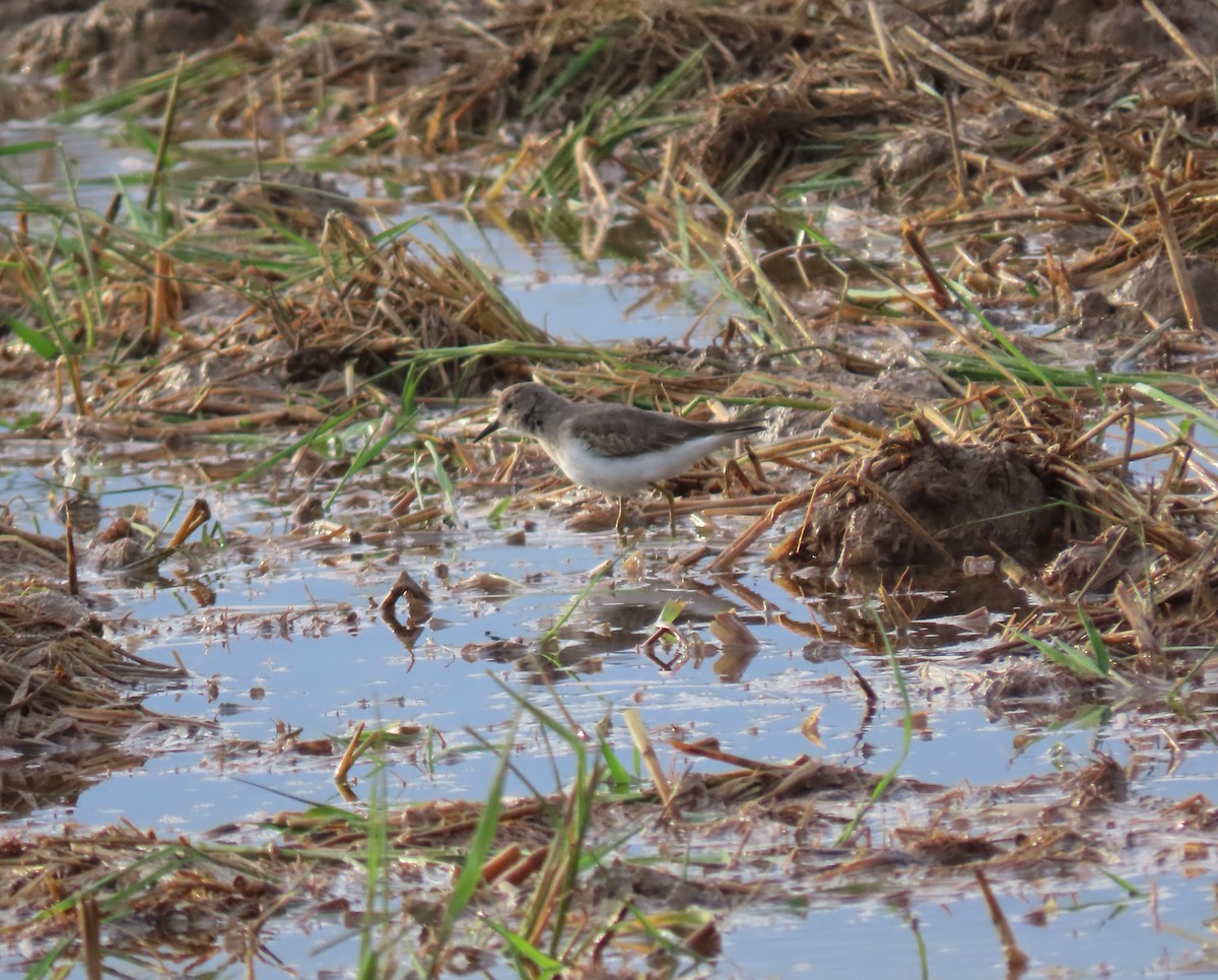 Temminck's Stint - ML610291646