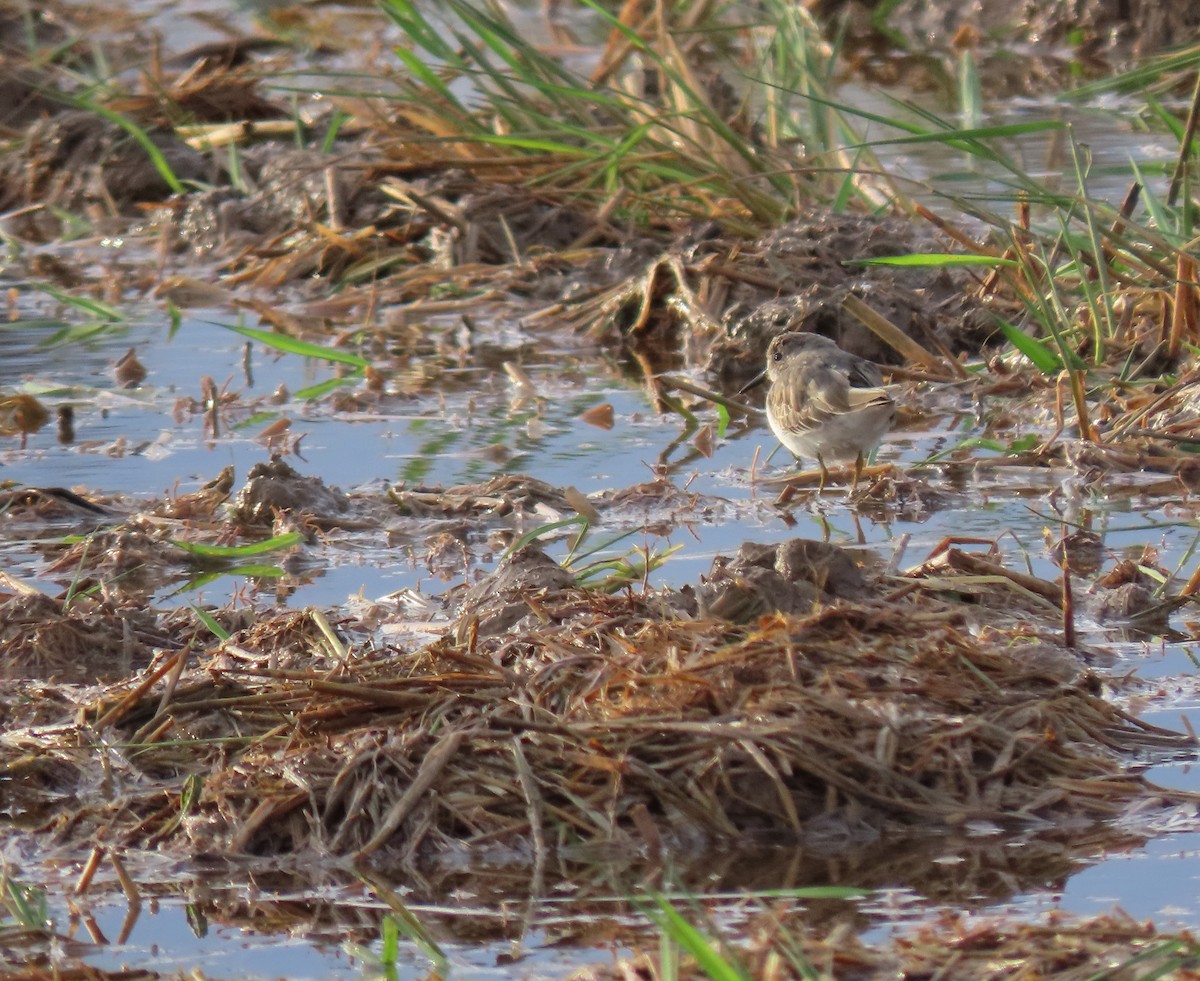 Temminck's Stint - ML610291650