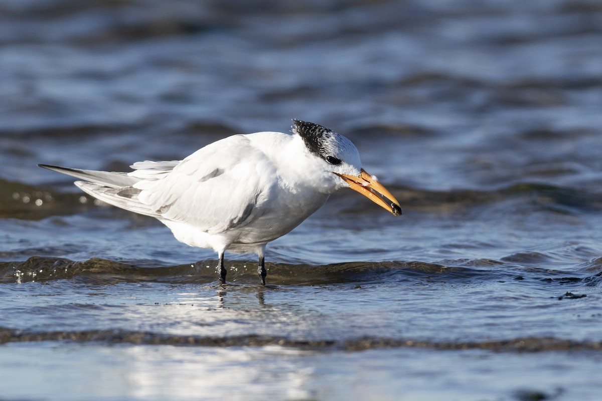 Royal Tern - ML610291814