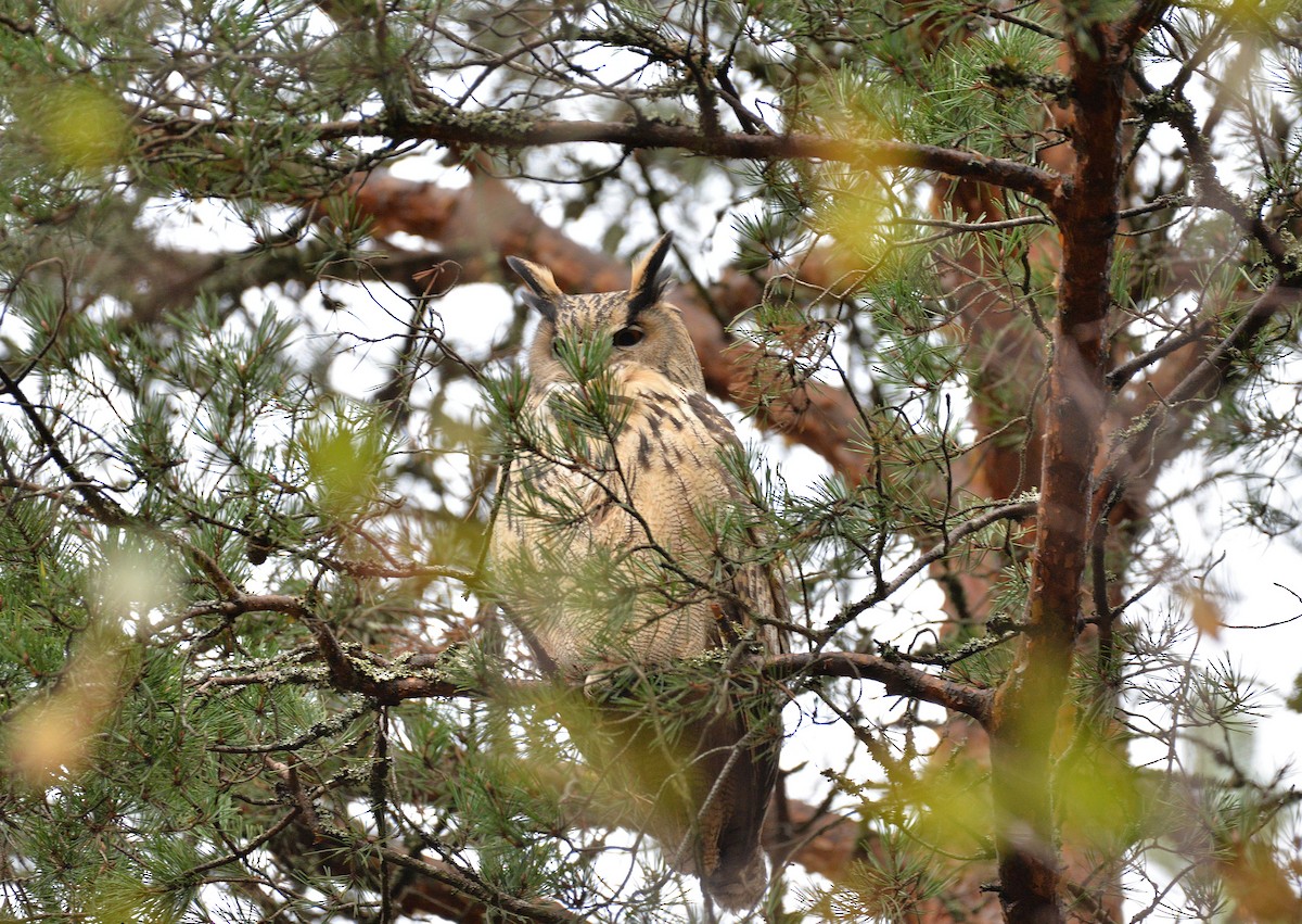 Эгэл шар шувуу - ML610291889
