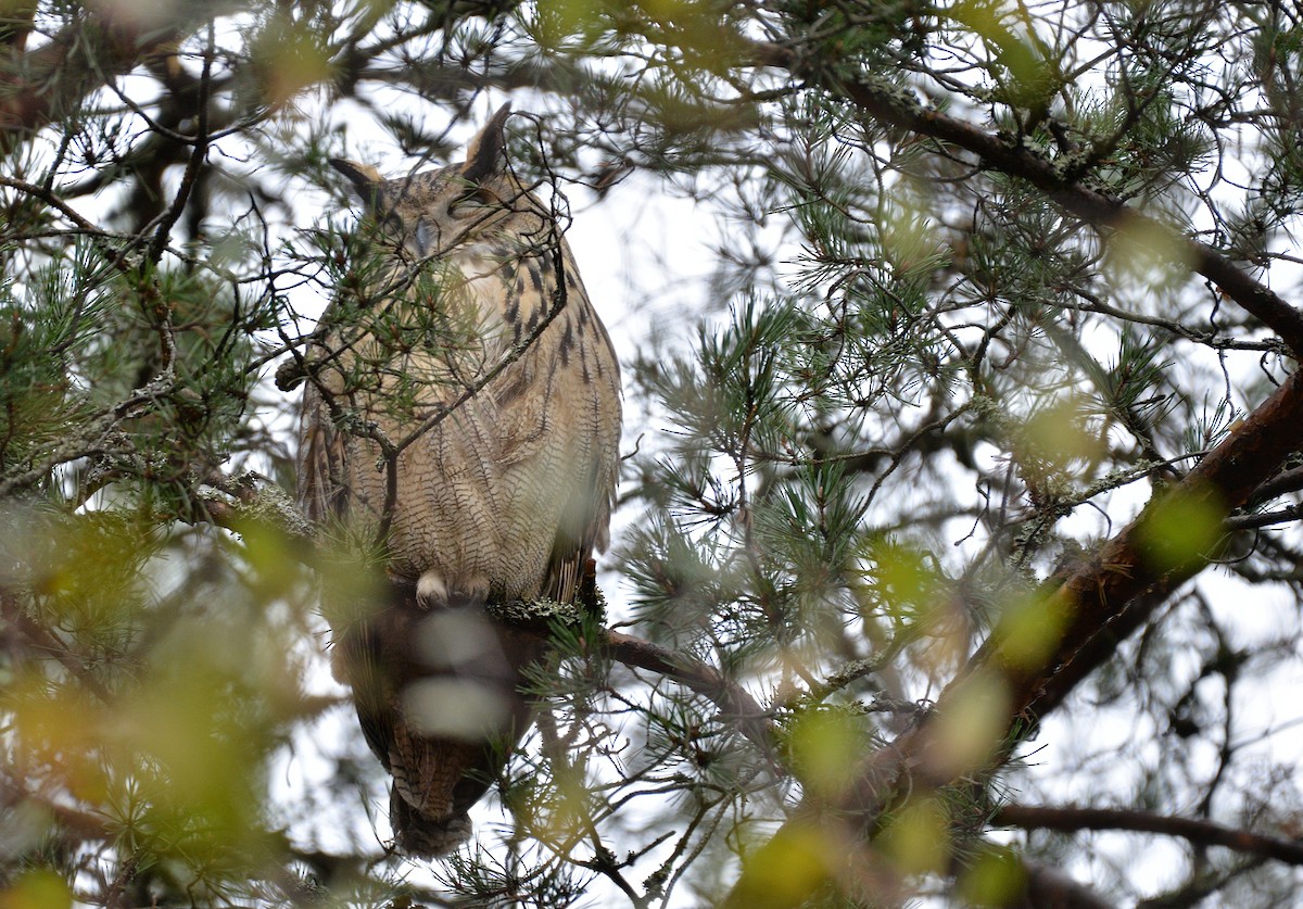 Эгэл шар шувуу - ML610291892