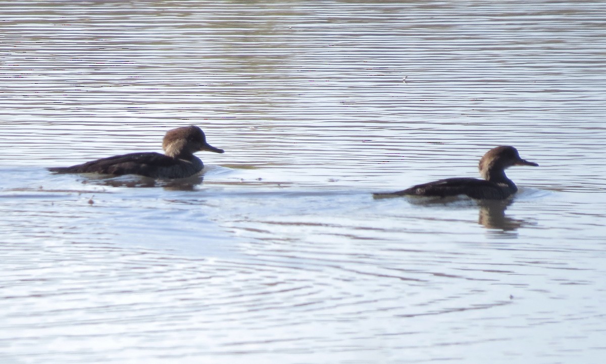 Hooded Merganser - ML610291942