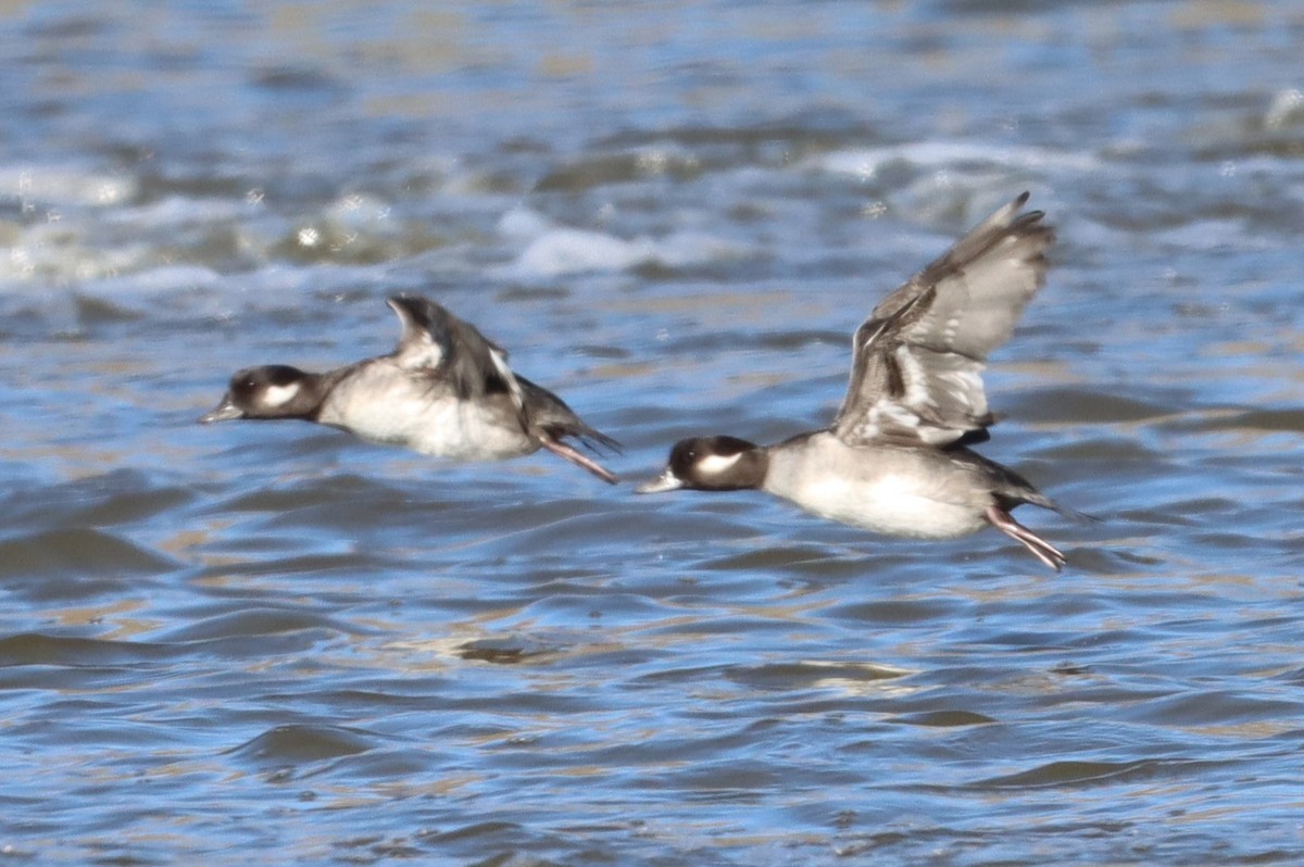 Bufflehead - Michel Marsan