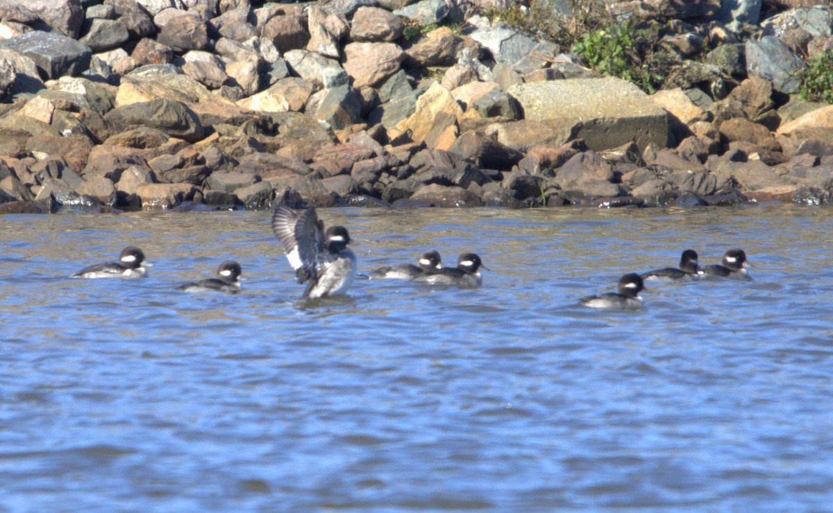 Bufflehead - ML610292012