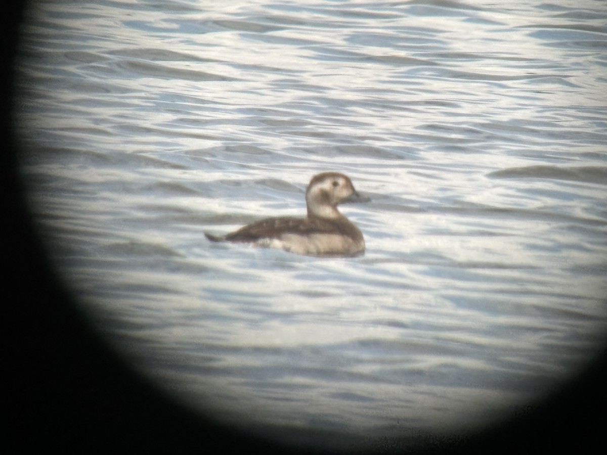 Long-tailed Duck - ML610292016