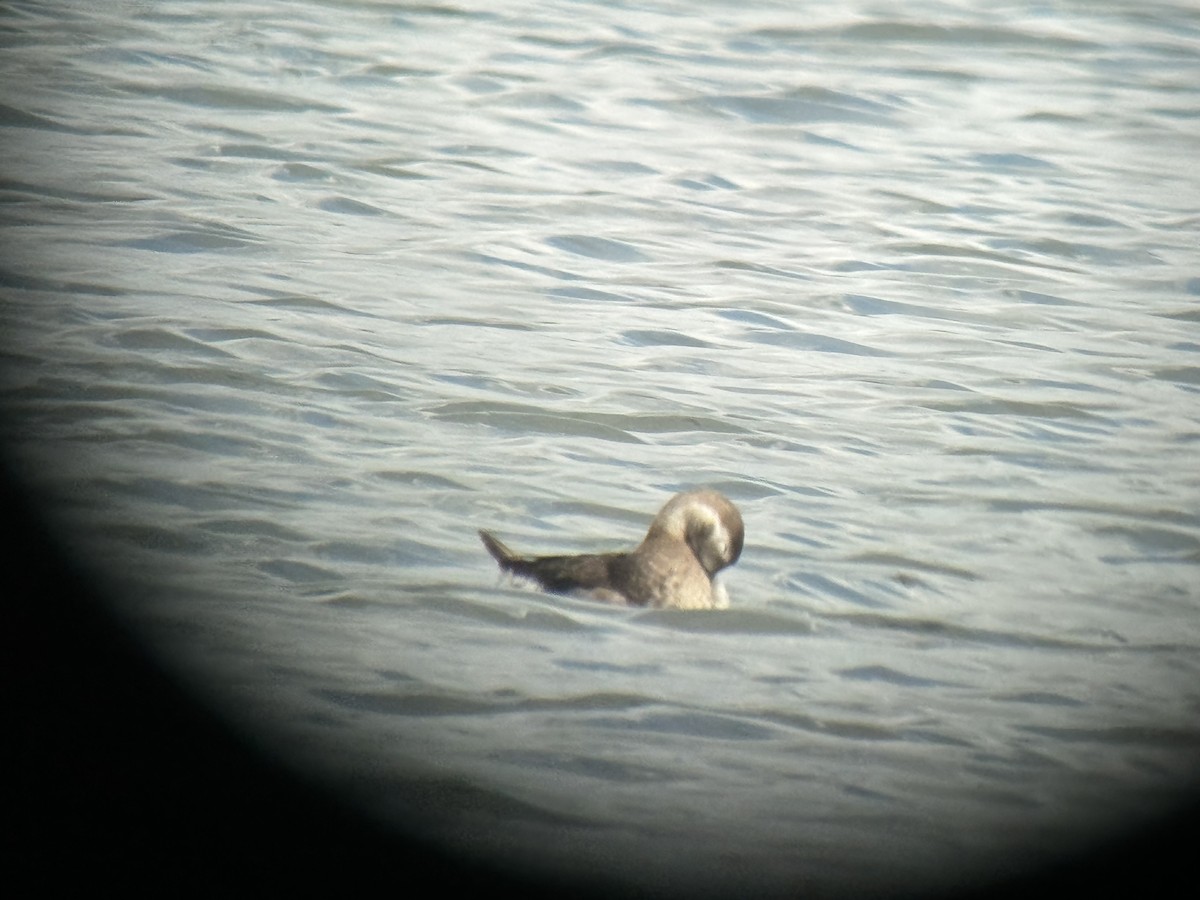 Long-tailed Duck - ML610292017