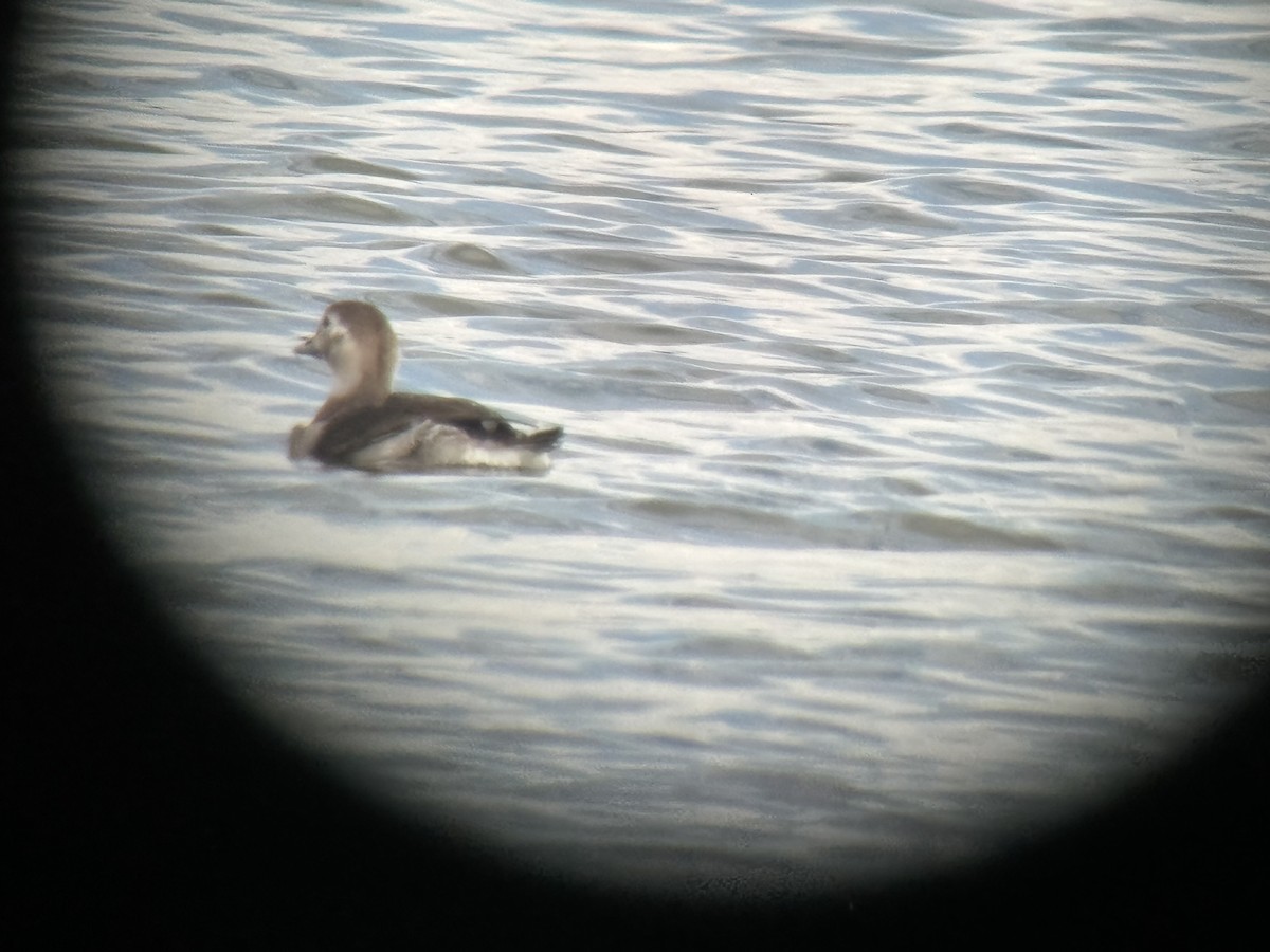 Long-tailed Duck - ML610292018