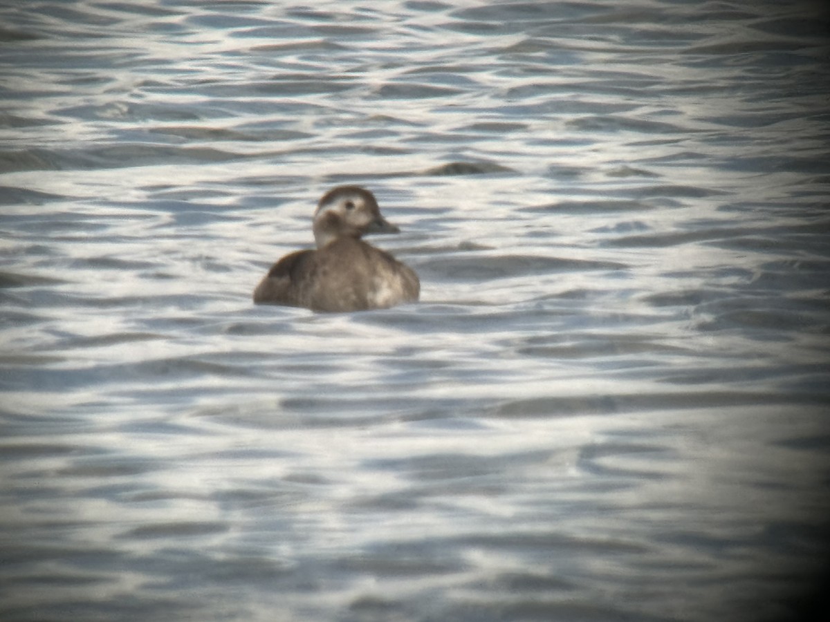 Long-tailed Duck - ML610292021