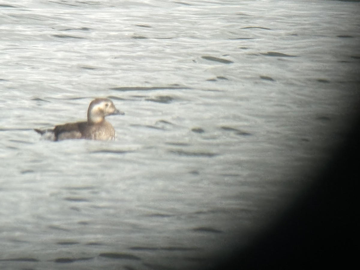 Long-tailed Duck - ML610292022