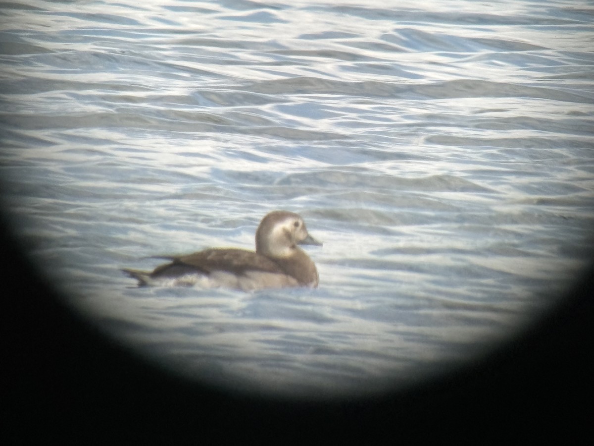 Long-tailed Duck - ML610292025