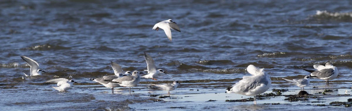 Forster's Tern - Juan Salas